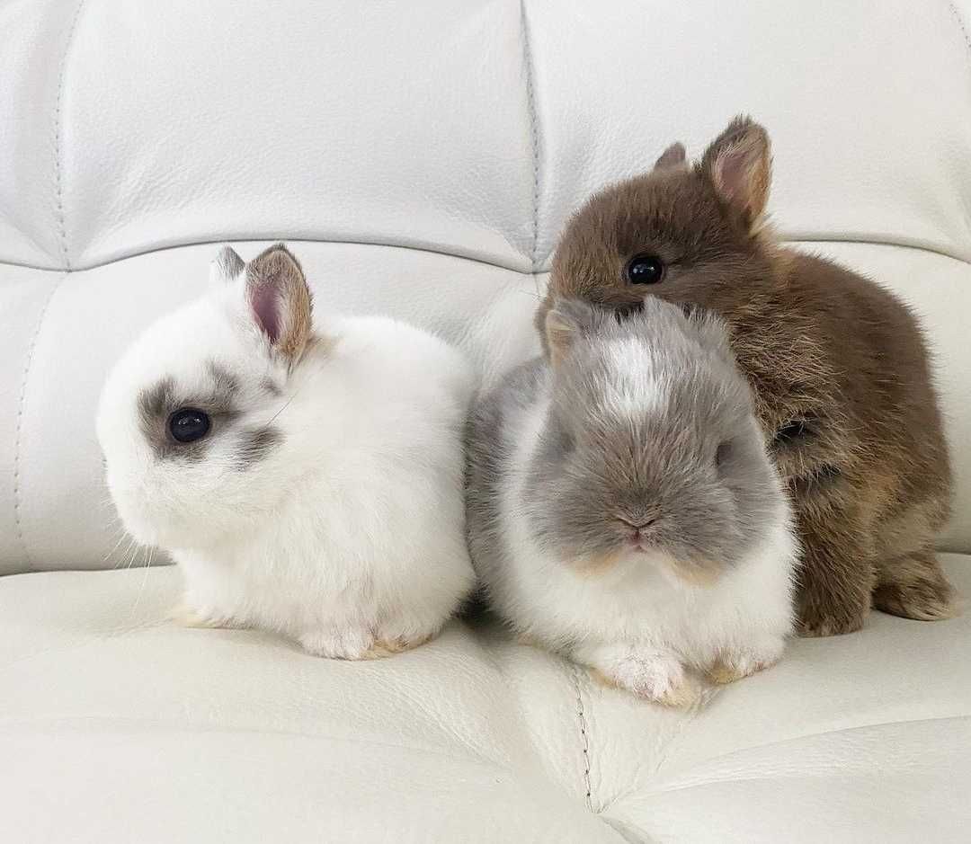 KIT Coelhos anões angorá e holandês mini muito dóceis