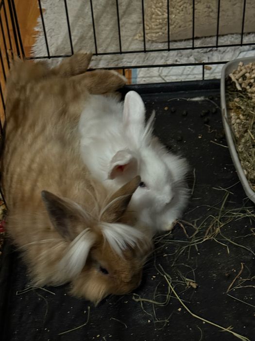Два кролики, дівчатка