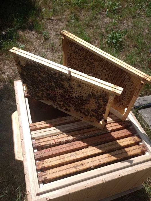 Sprzedam rodzin pszczele na ramce Wielkopolskiej i Ostrowskiej