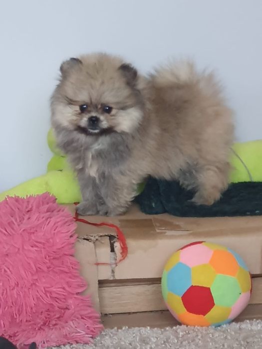 Szpic miniaturowy/Cudna  sunia  pomeranian