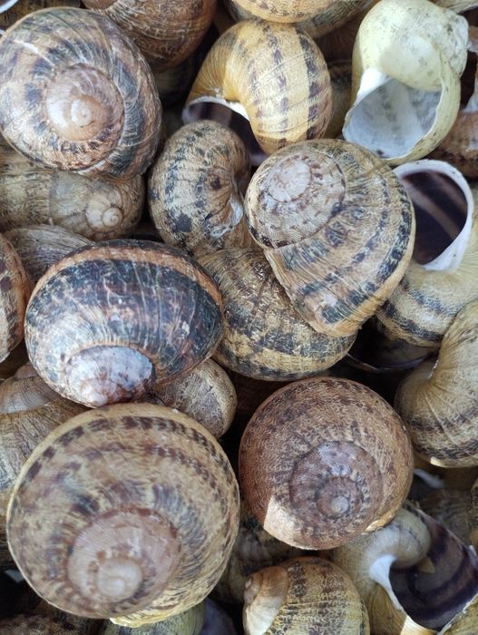 Продам мушлі равлика