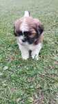Szczeniak SHIH-TZU