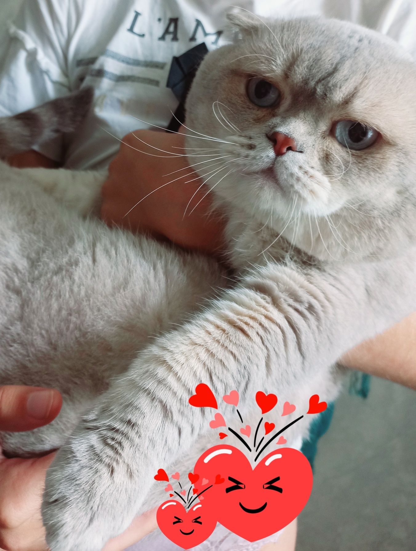 Вязка!Чистокровный вислоухий голубоглазый котик  приглашает девочек !