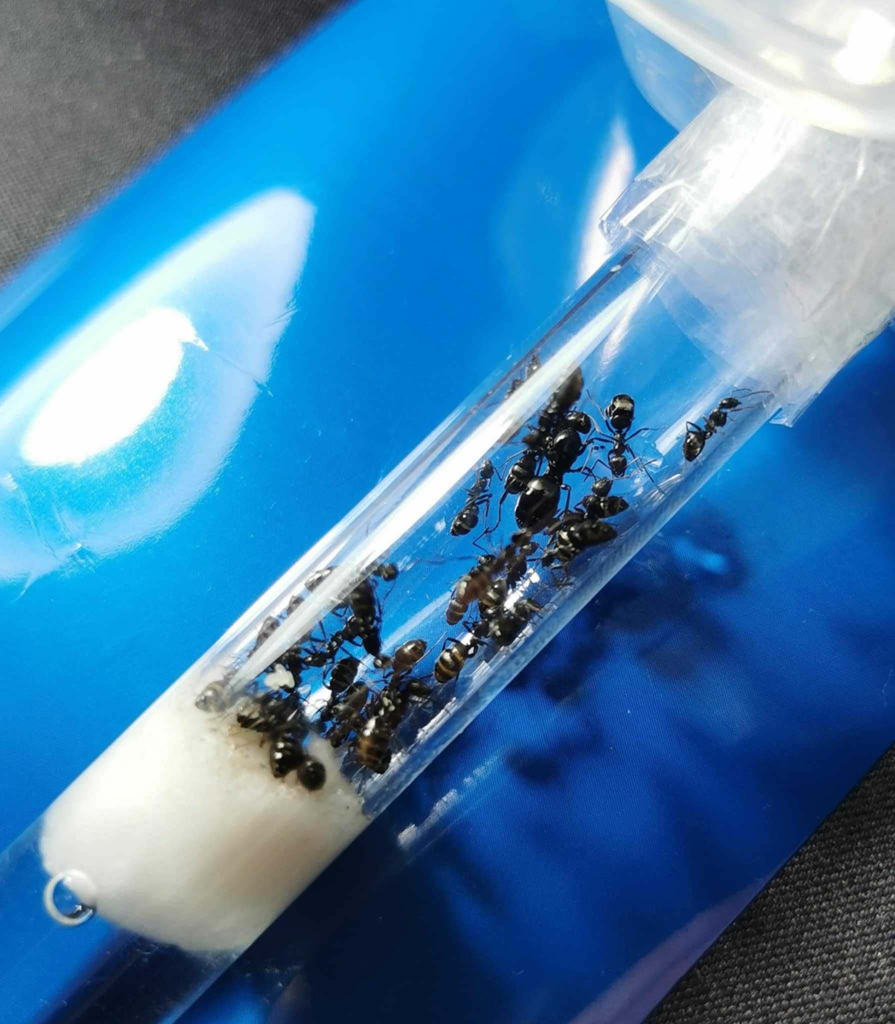 OKAZJA!!! Formica Fusca 2Q + 20w