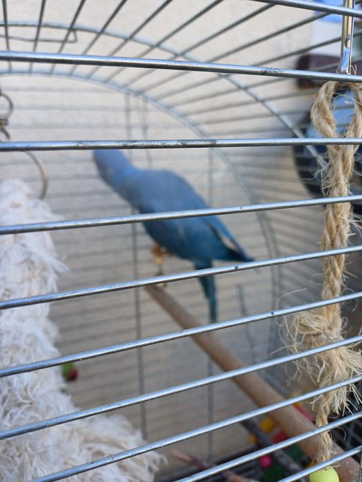 Aleksandreta obrożna