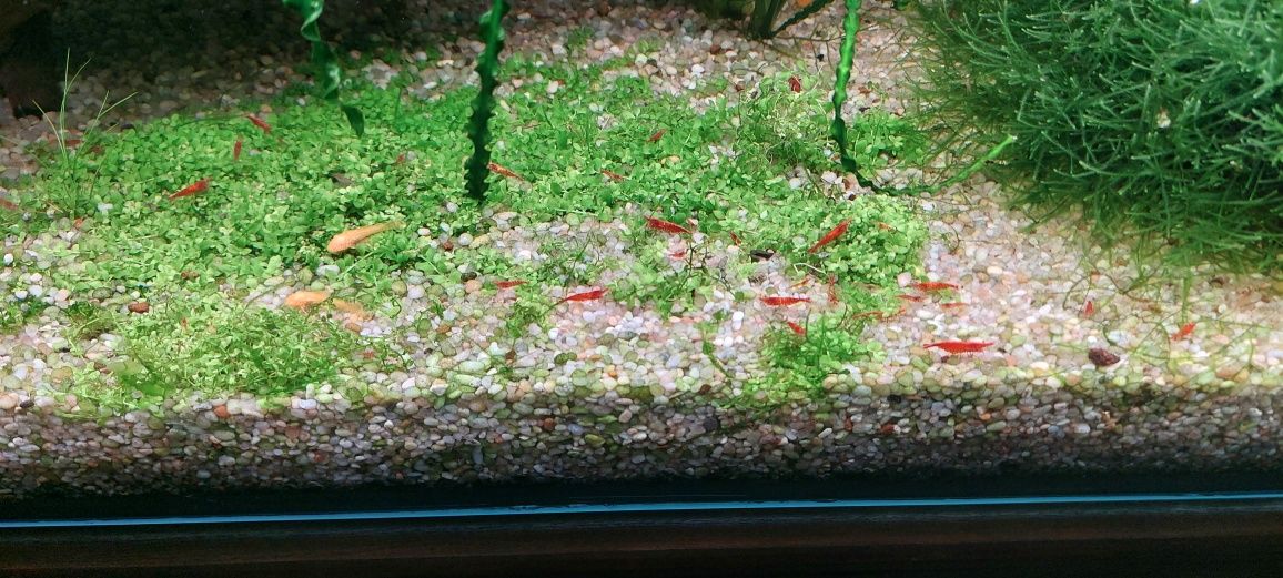 Krewetki red cherry
