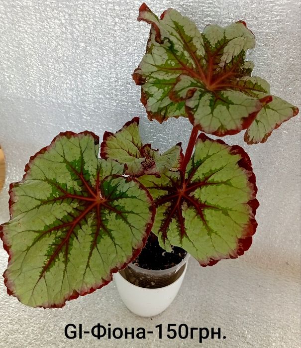 Кімнатні квітулічки