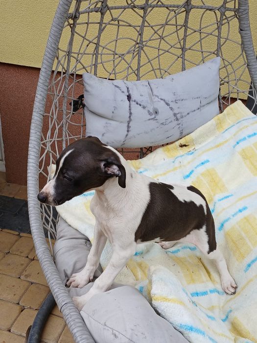 Chart Angielski Whippet śliczny piesek