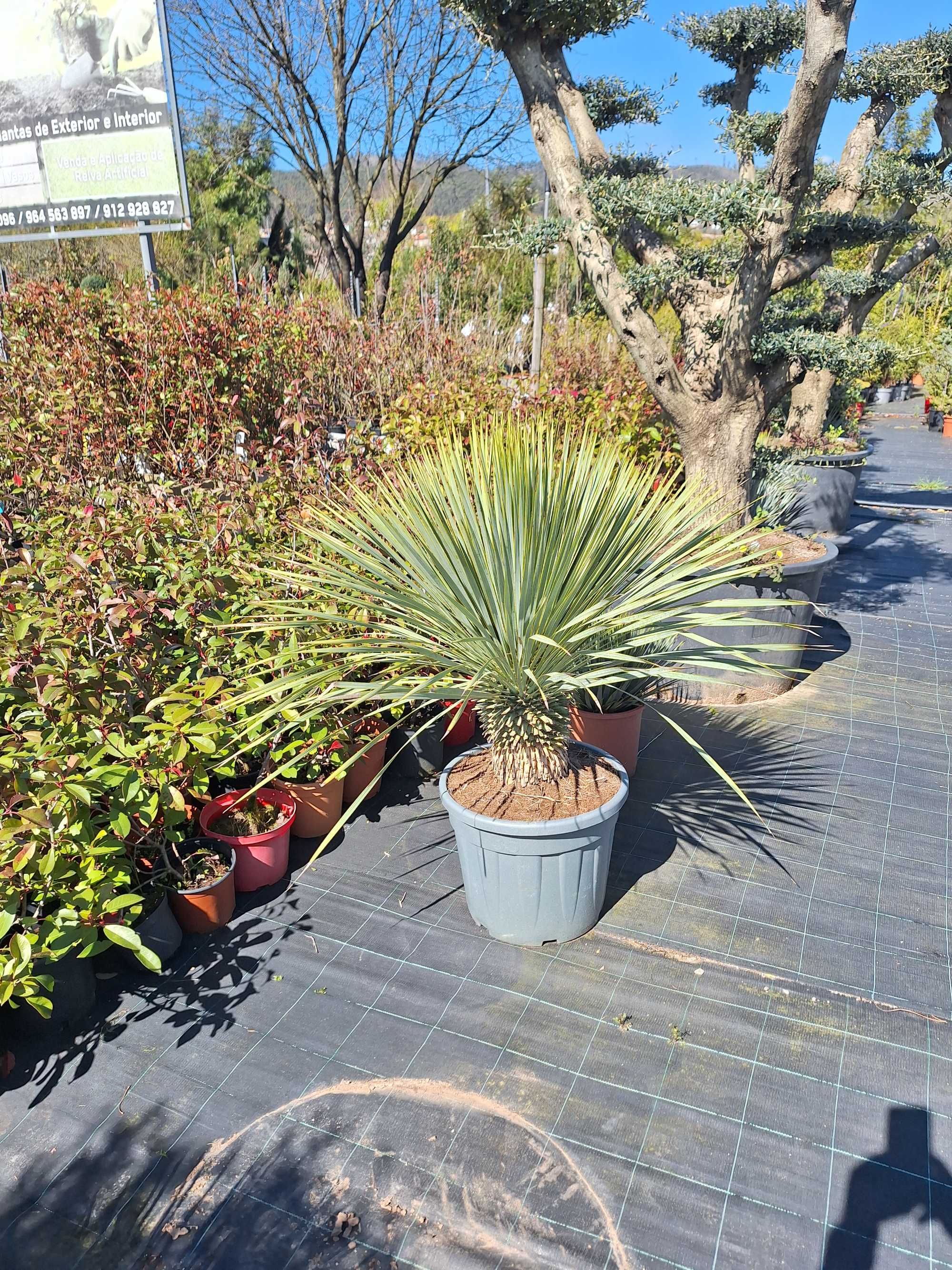 Planta Yucca rostrata