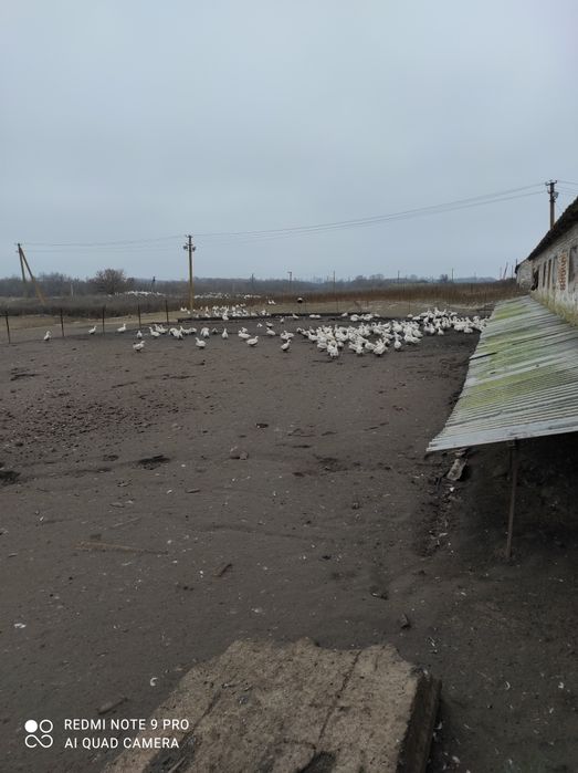 Продам ферму, птичник, телятник в Солонянском районе Днепр