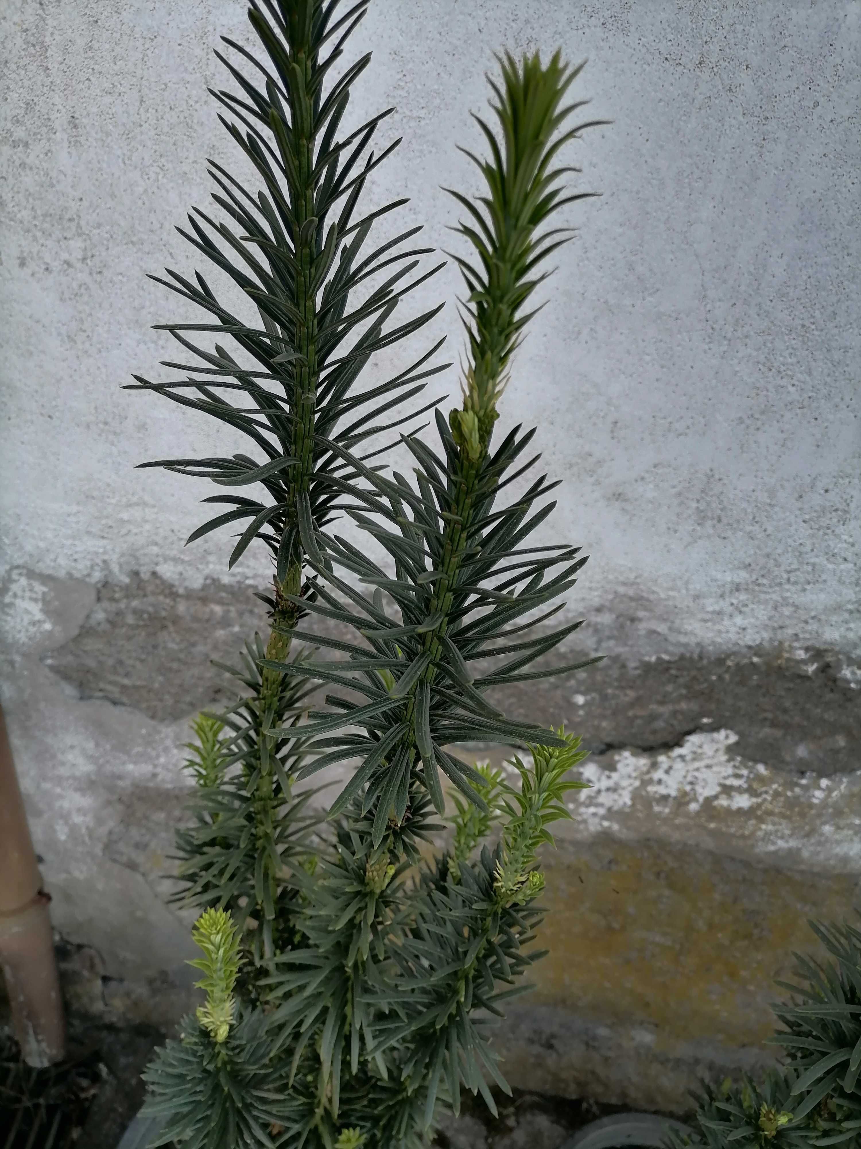 Cephalotaxus Fastigiata