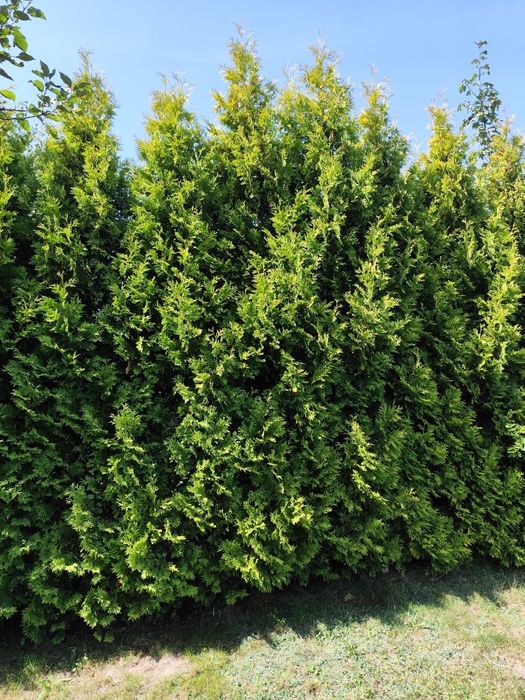 Tuja thuja szmaragd 4-5 metrów