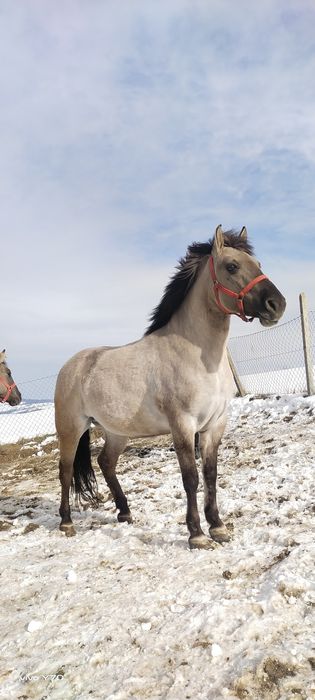 Konik Polski, Źrebna Klacz Programowa, Klacz