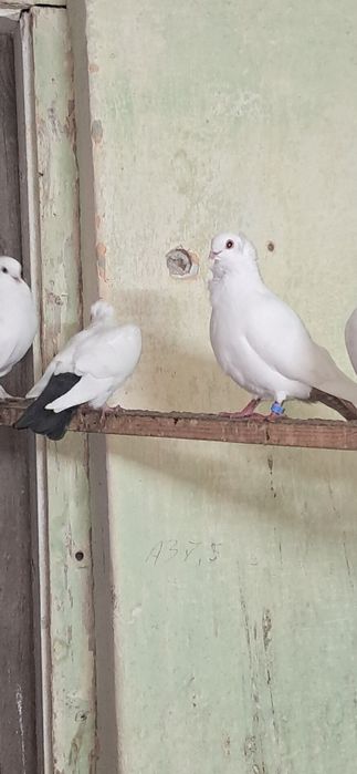 Gołębie ozdobne sprzedam