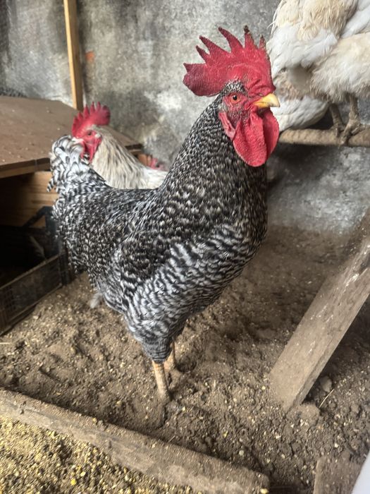 Galo Pedrês Portuguesa