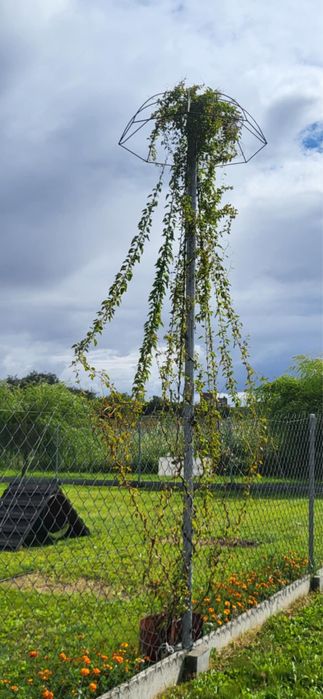 Parasole do pnączy [ Stojak Ogrodowy, podpora do roślin ]