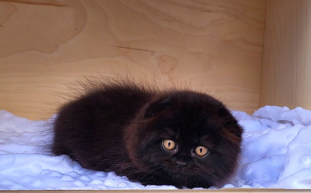 Zwisłouchy kocurek z rodowodem WCF