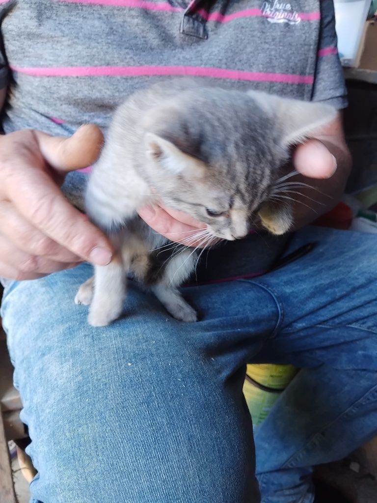 Kotki do adopcji