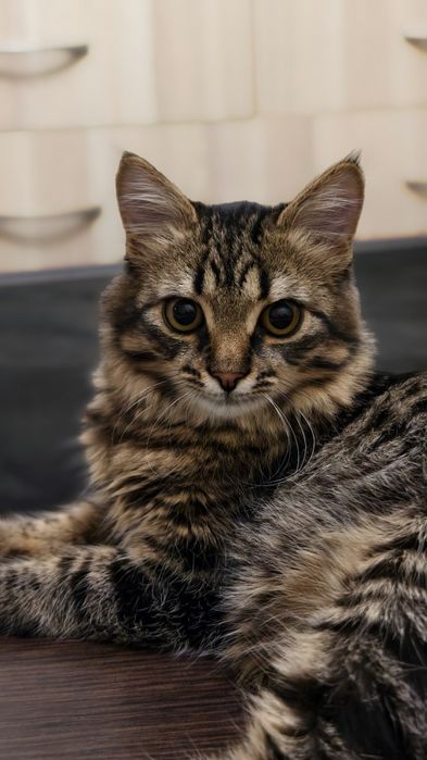 Ласковый котёнок 4 месяца, спасён с дороги - в добрые руки