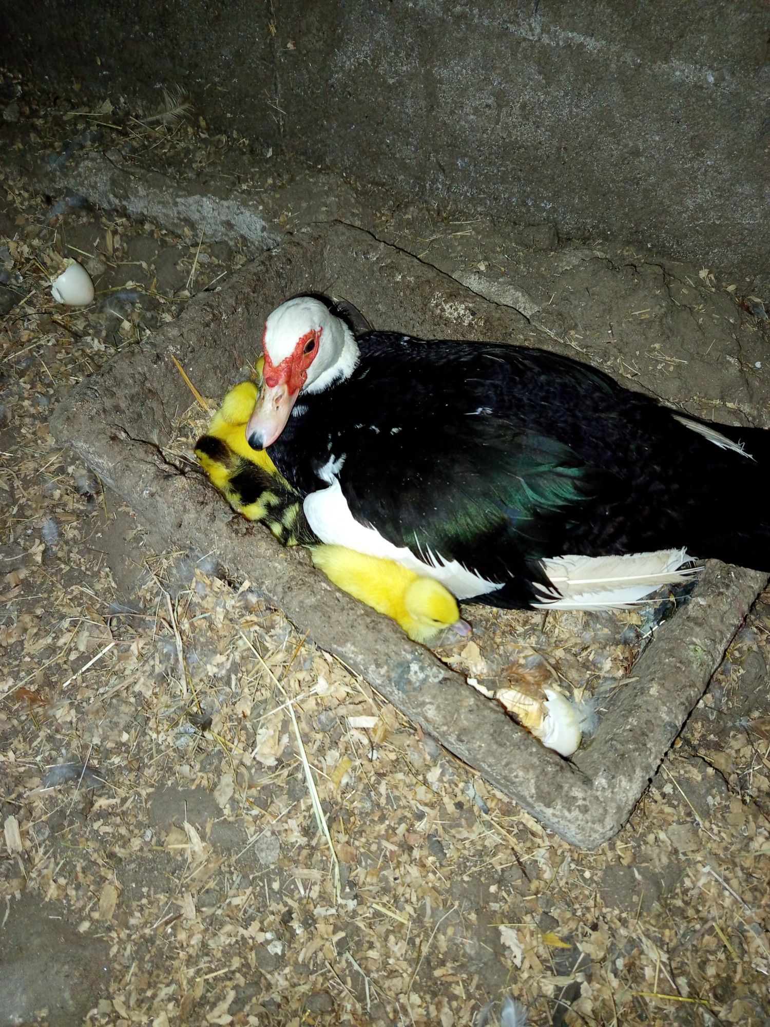 Patos mudos lindos
