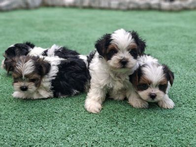 Piesek yorkshire terrier biewer z dokumentami