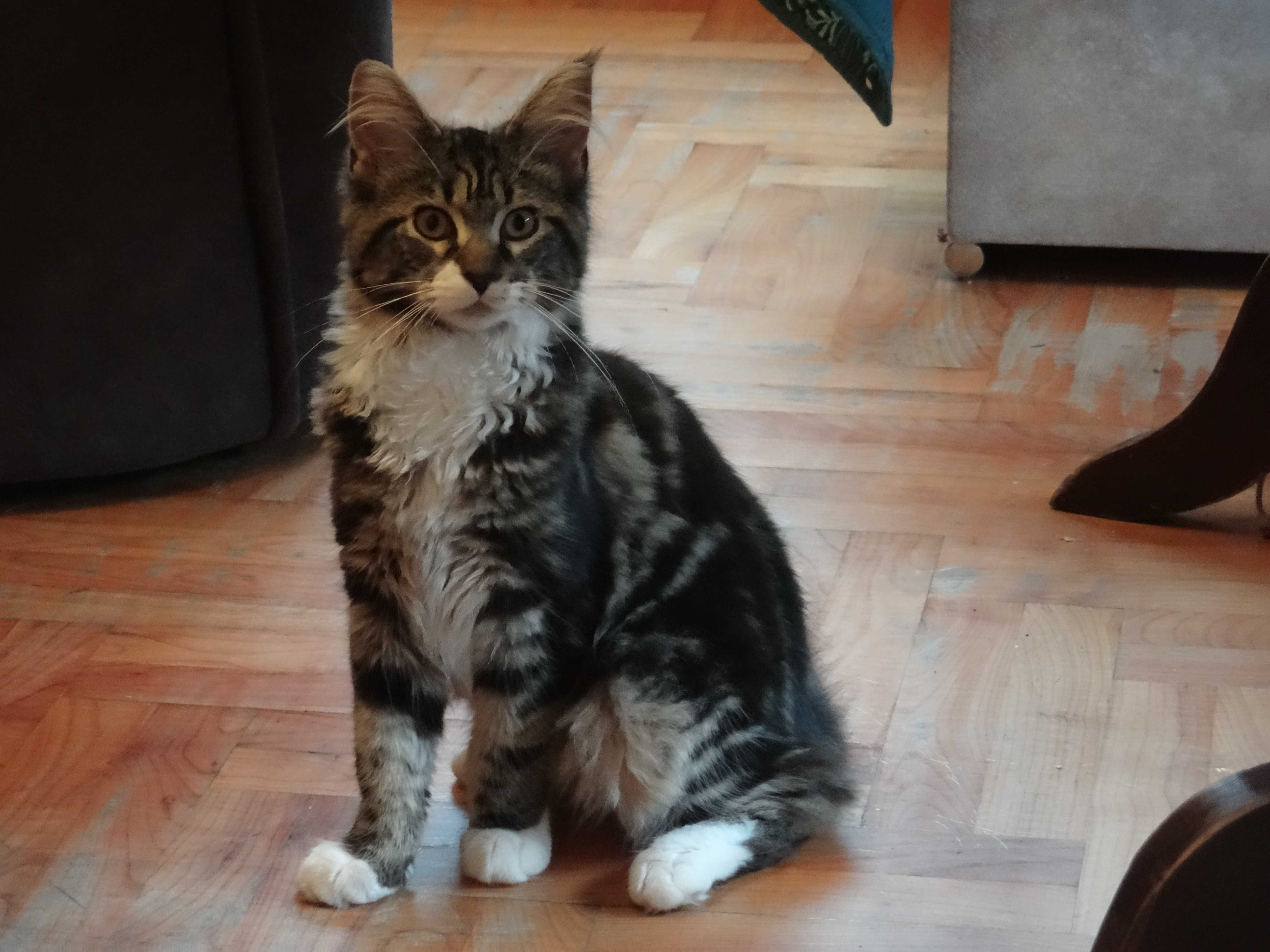 Kotka Maine Coon