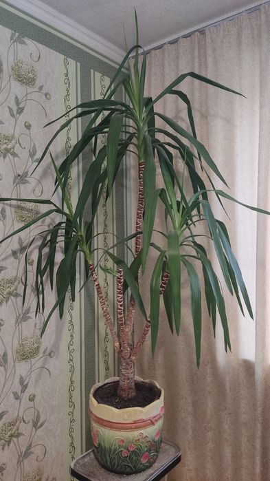 Юкка красивое растение