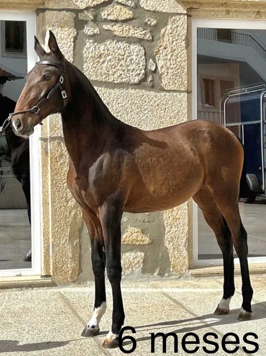 Poldra Lusitana excelente Pedigree