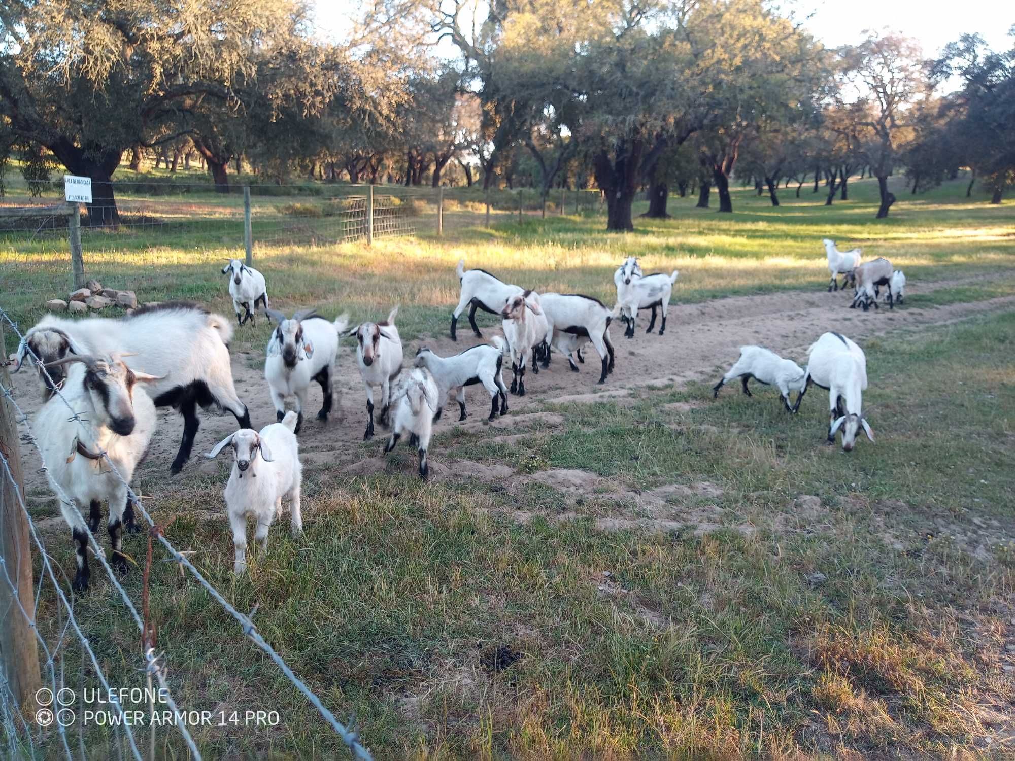 Cabras serpentinas puras