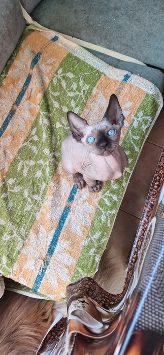 Котята канадский сфинкс