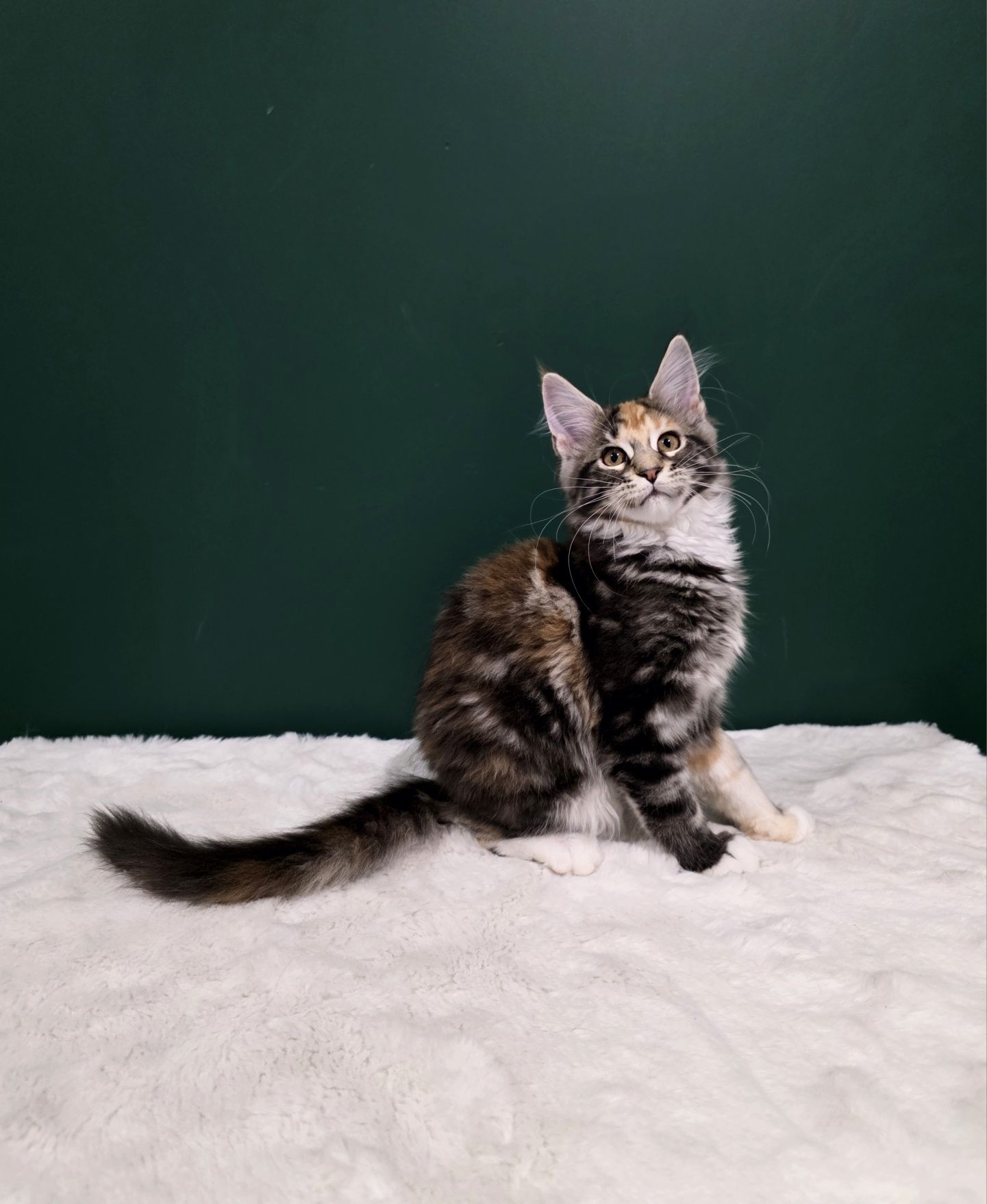 Aurelia duża kotka Maine Coon rodowód FPL