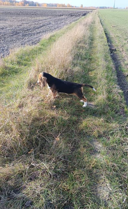 Beagle szczeniak piesek