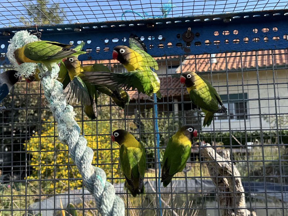 Agapornis Personatus