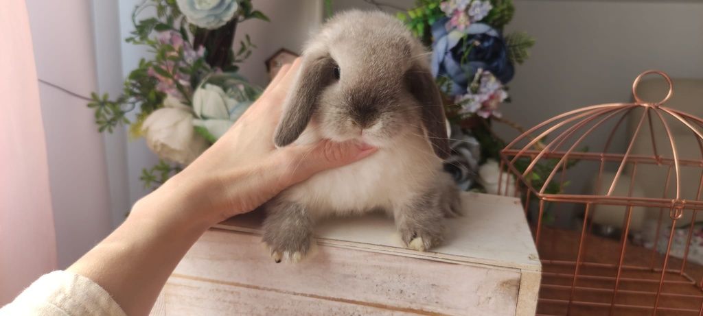 Mini lop królik gotowe do odbioru
