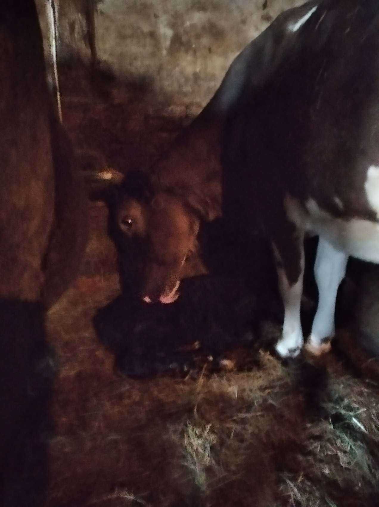 Krowa mleczna 3 letnia
