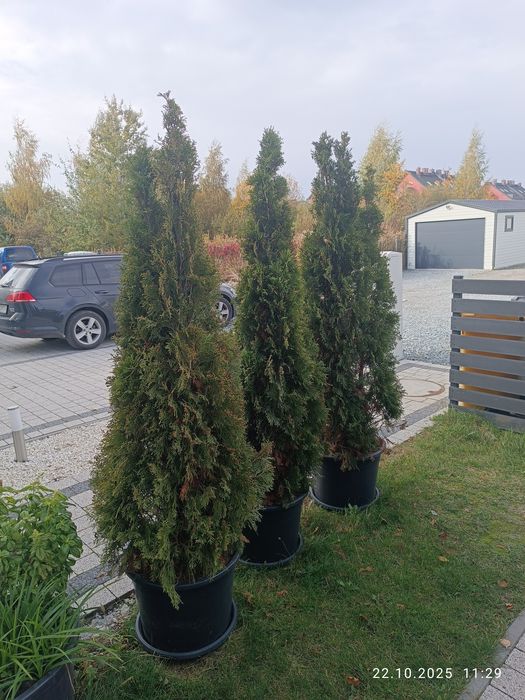 Tuja 190 cm w donicy