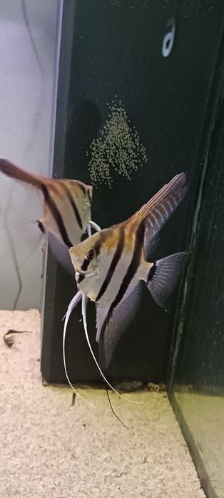 Skalary manacapuru młodzież