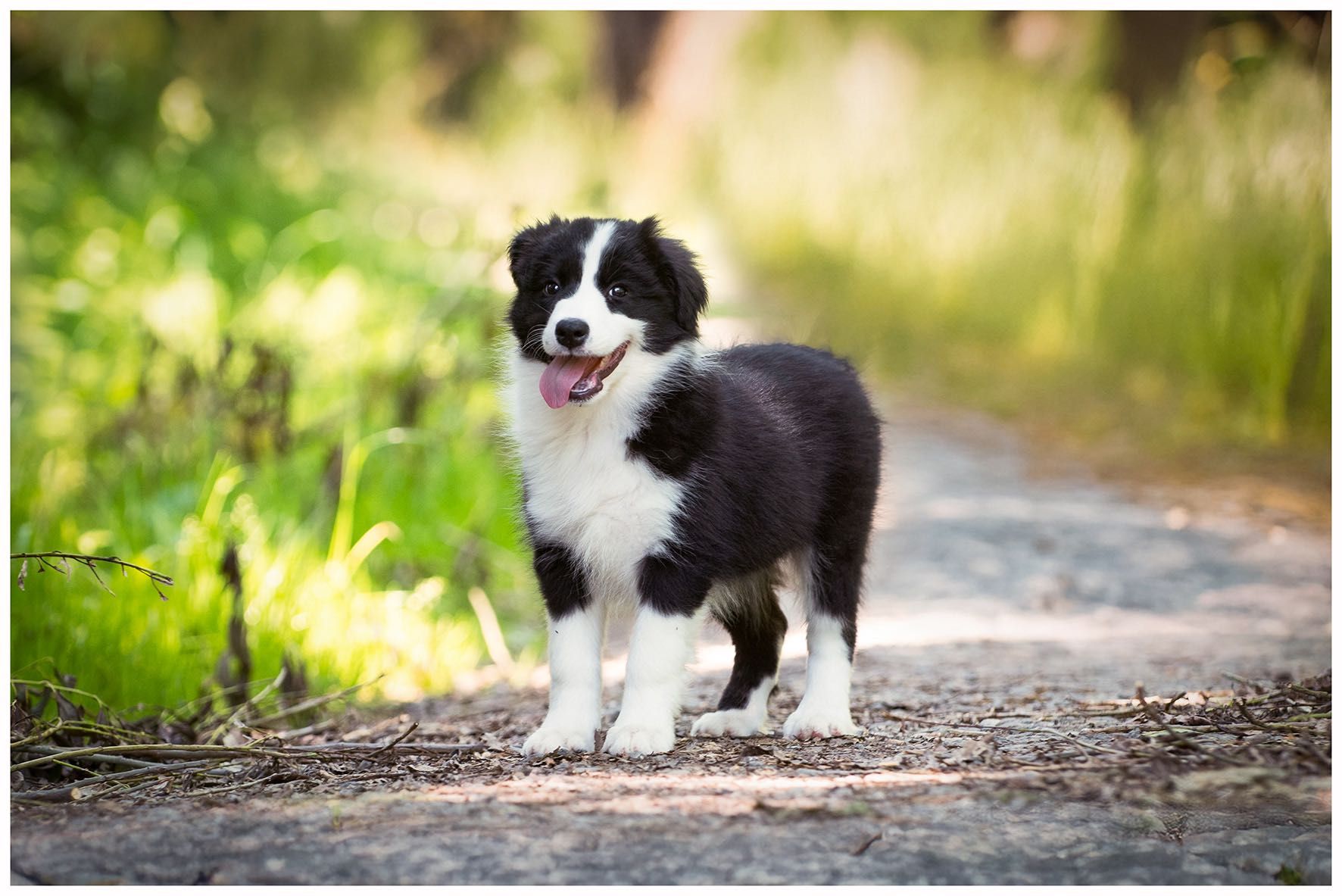 Border Collie ZKWP FCI