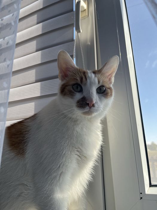 Kocurek szuka nowego domku