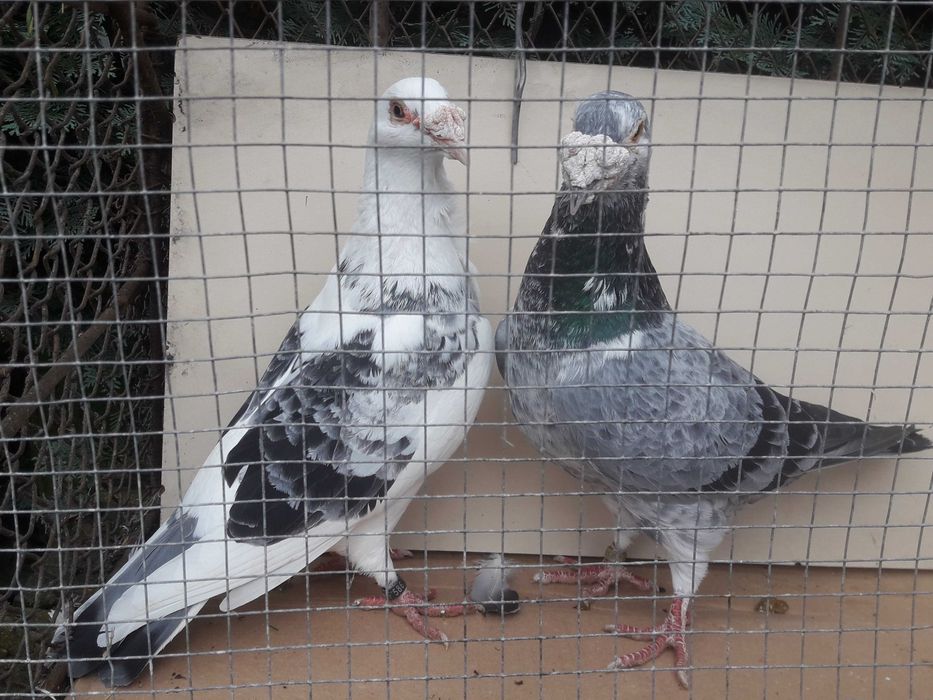 Gołębie staropolskie okazja likwidacja gołębi