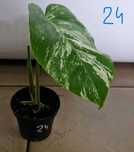 Monstera variegata Dwie rośliny w jednej doniczce