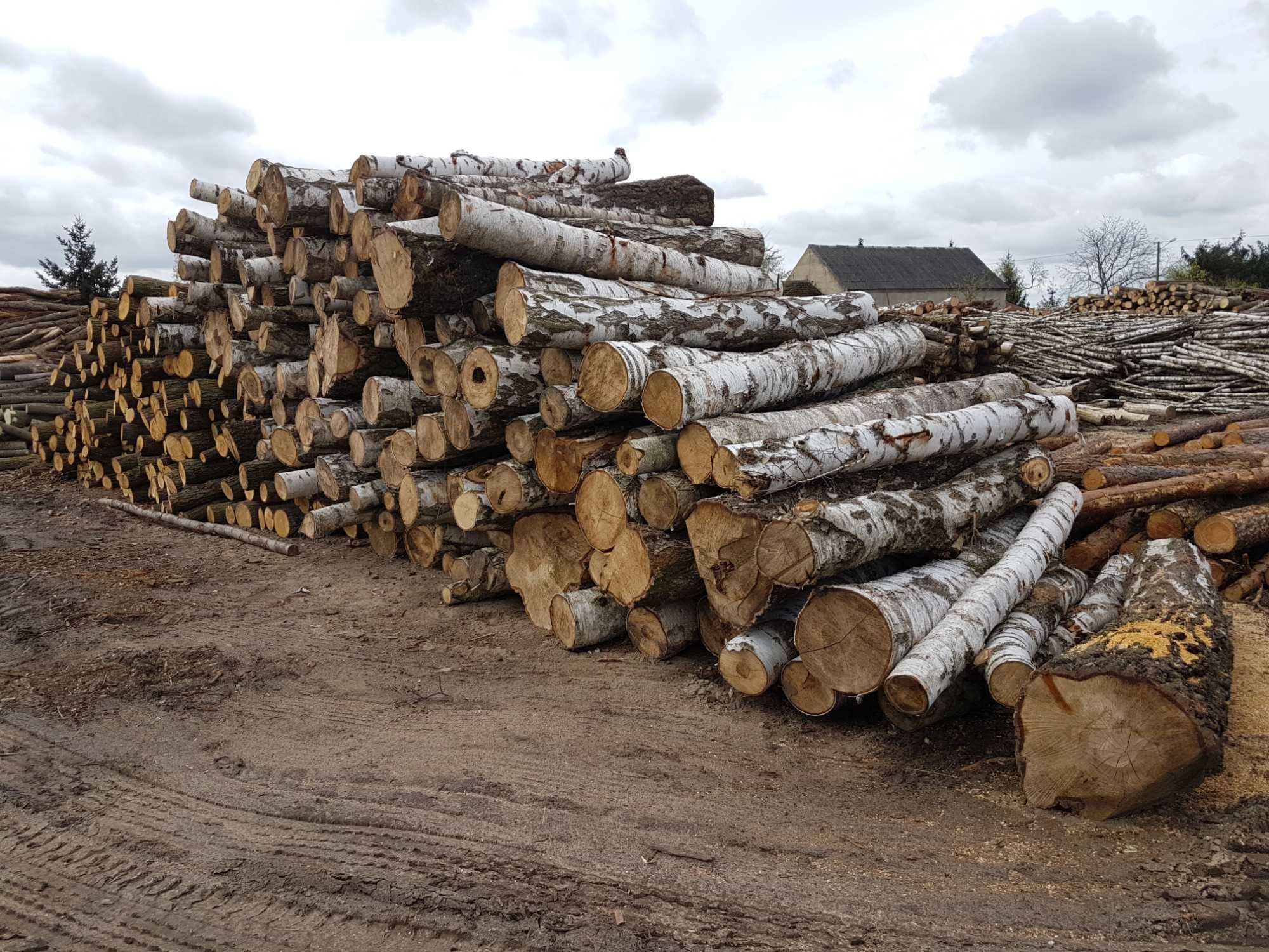 DrewKom drewno kominkowe BRZOZA kłoda dl. 2,5m S2a S2b transport HDS