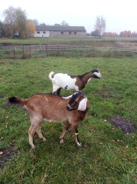 Kozioł Koziołek 80% an