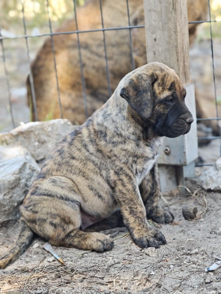 Presa Canario com LOP / cães de guarda
