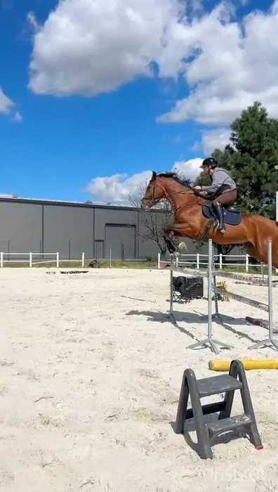 Wałach do dużego sportu-sprzedaż-zamiana
