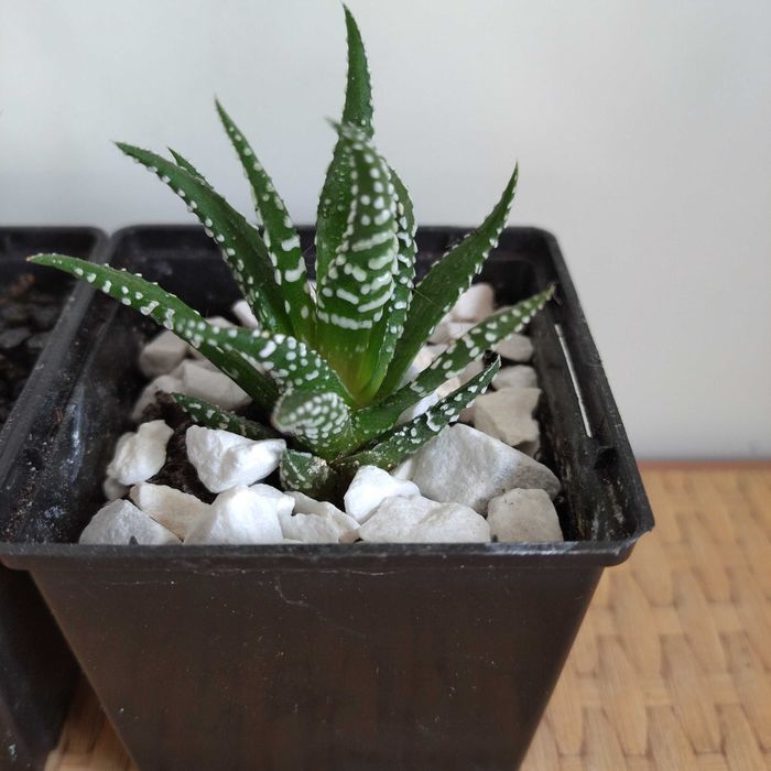 Хавортия жемчужная Haworthia margaritifera