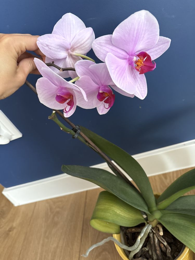 Orchidea rozowa storczyk