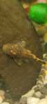Ancistrus sp.  z domowej hodowli od 2cm+ do 7 cm