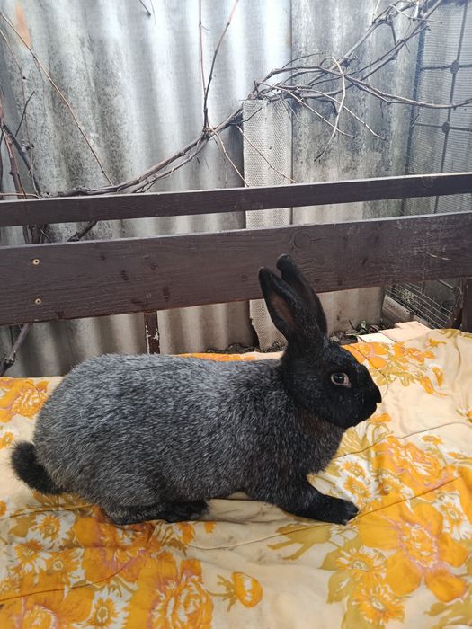 Продам кролі, кролики Полтавське срібло