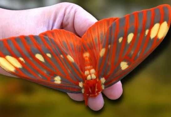 Gąsienice przepięknej pawicy Citheronia regalis